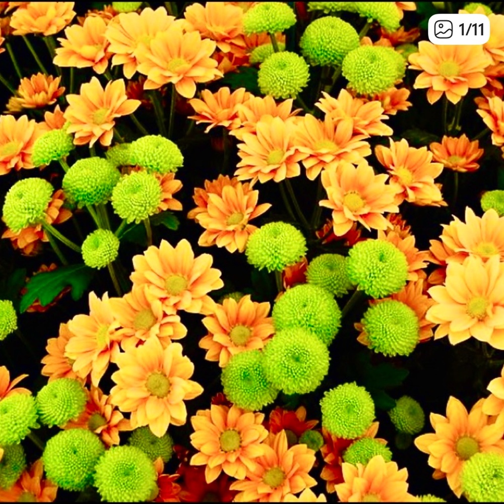 🌼💚🌼💚🌼💚🌼💚🌼💚🌼💚🌼💚🌼💚🌼 - Picture 2 of 12